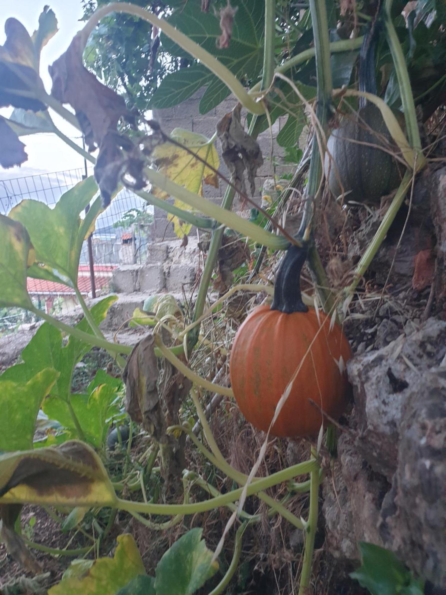 Sarandë Rosemary Houseゲストハウス エクステリア 写真