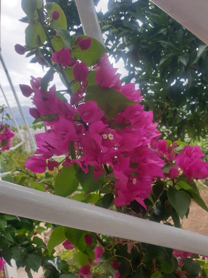 Sarandë Rosemary Houseゲストハウス エクステリア 写真