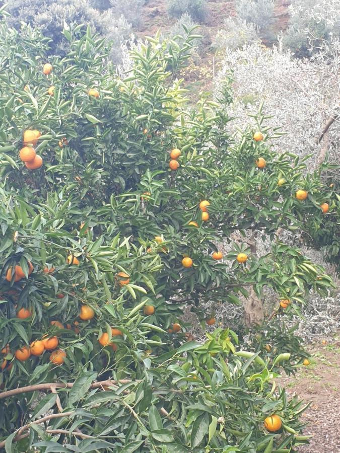 Sarandë Rosemary Houseゲストハウス エクステリア 写真